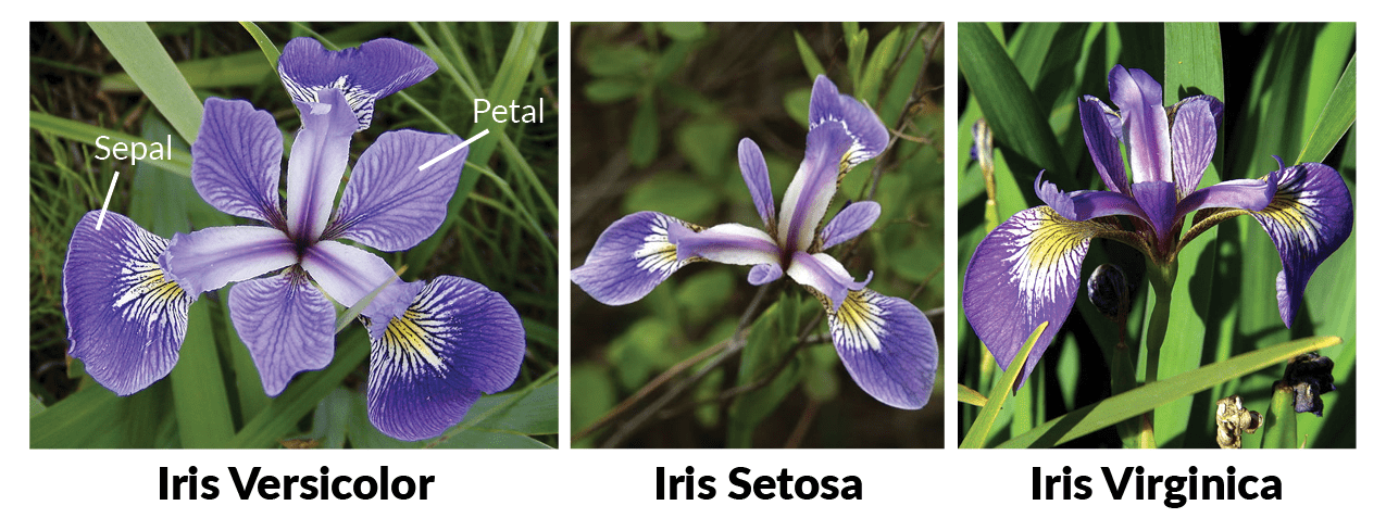 iris-species.png