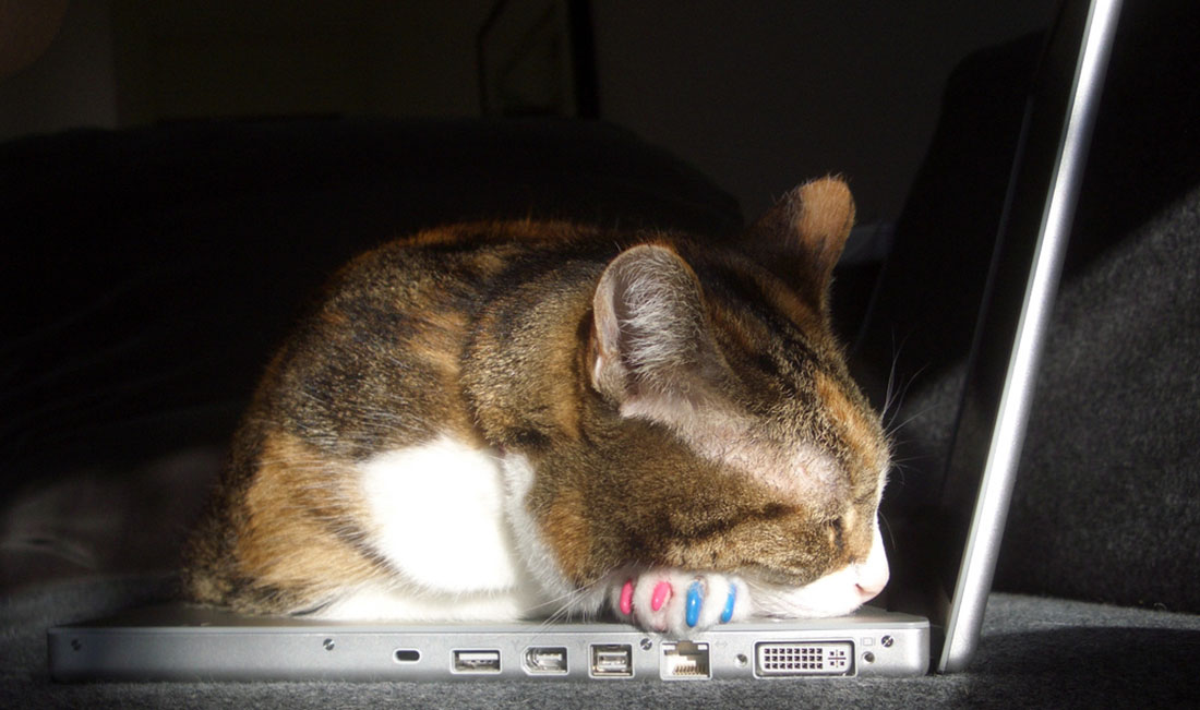 computer-cat-10