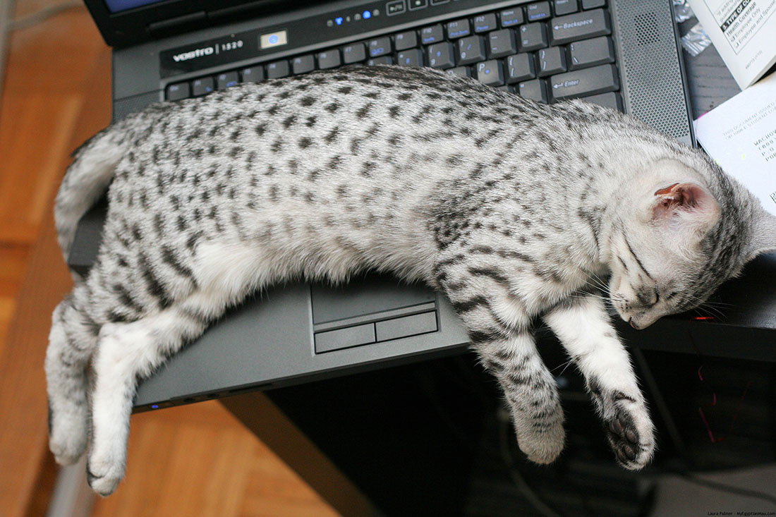 computer-cat-4